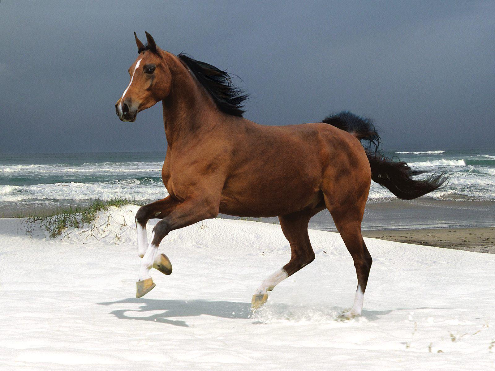 Free wallpaper Horse on norwegian beach warmblood