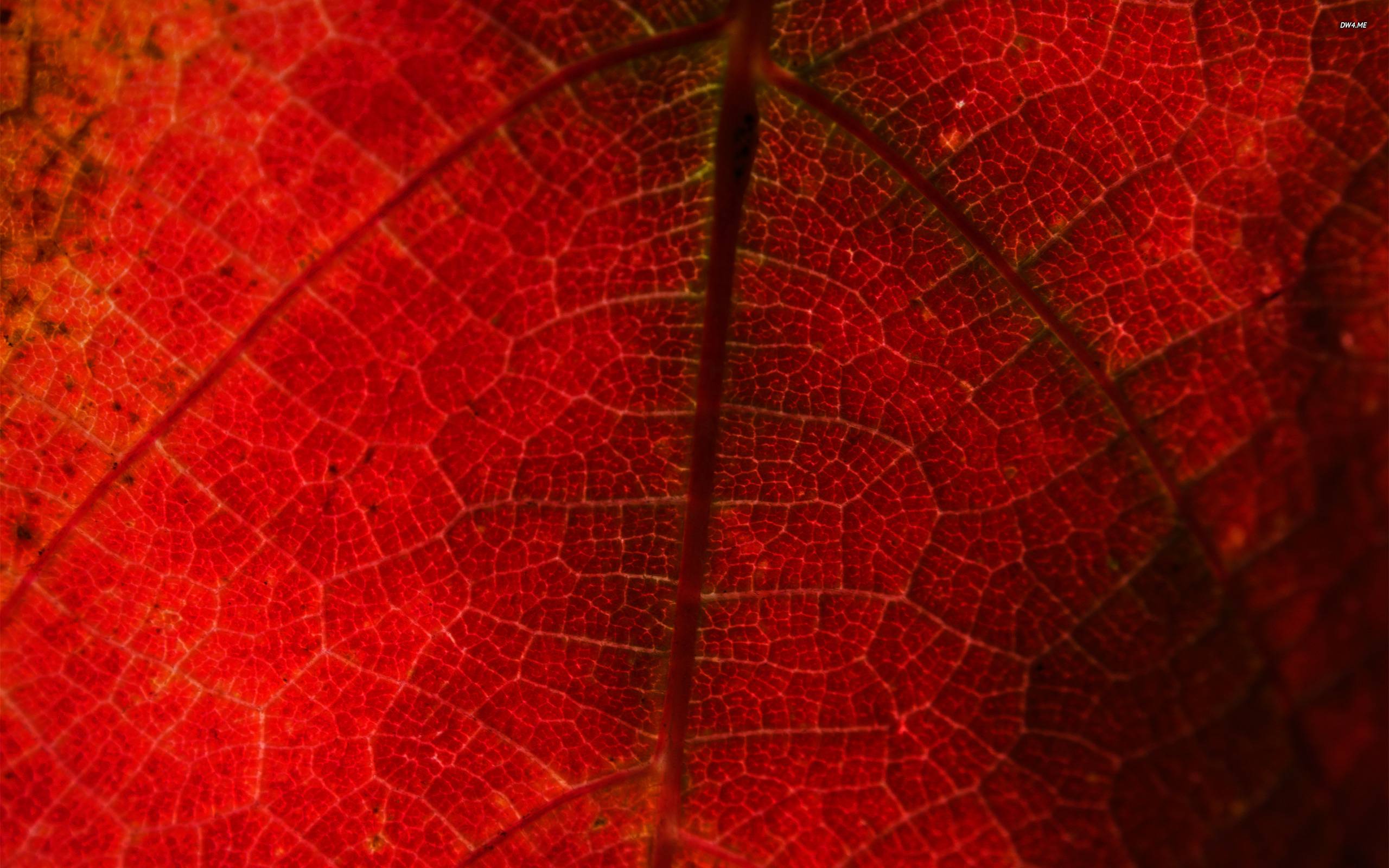 Red grape leaf wallpaper wallpaper - #