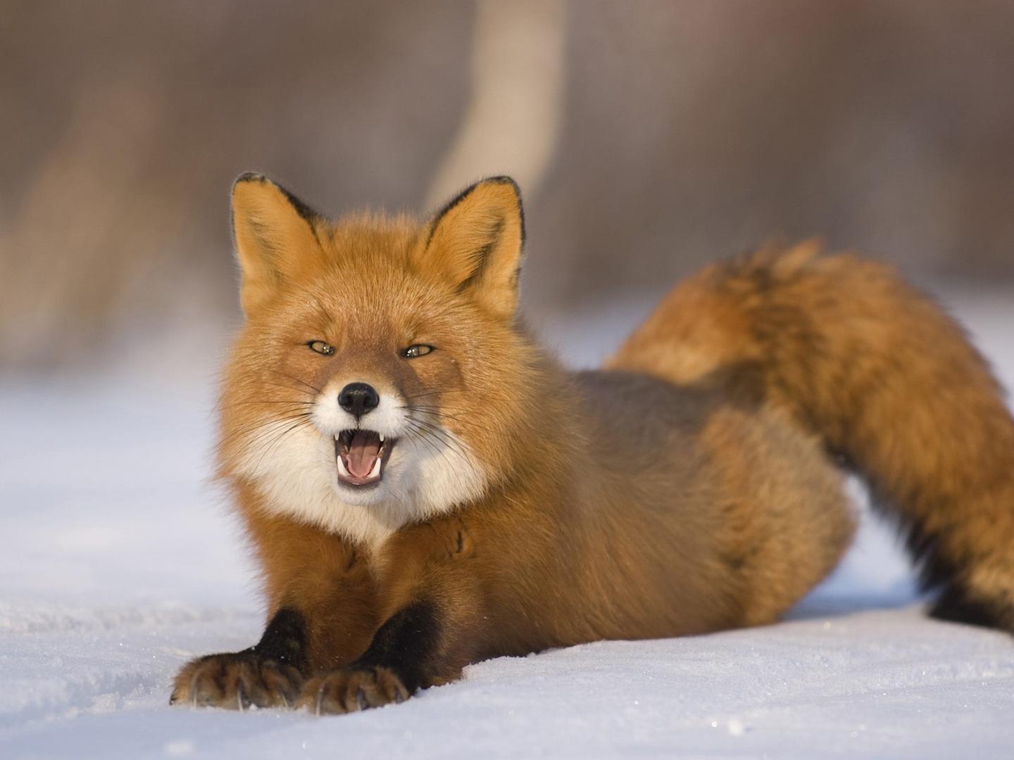 Young red fox in snow free desktop background wallpaper image