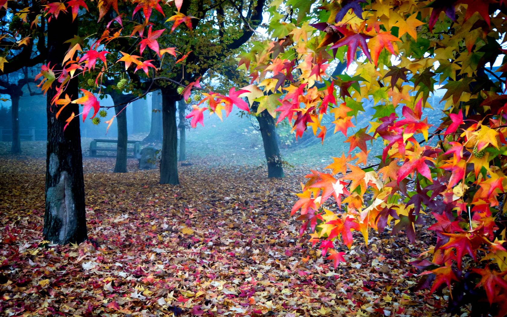 Impressive Autumn Leaves Wallpaper HD 1680x1050PX Colorful