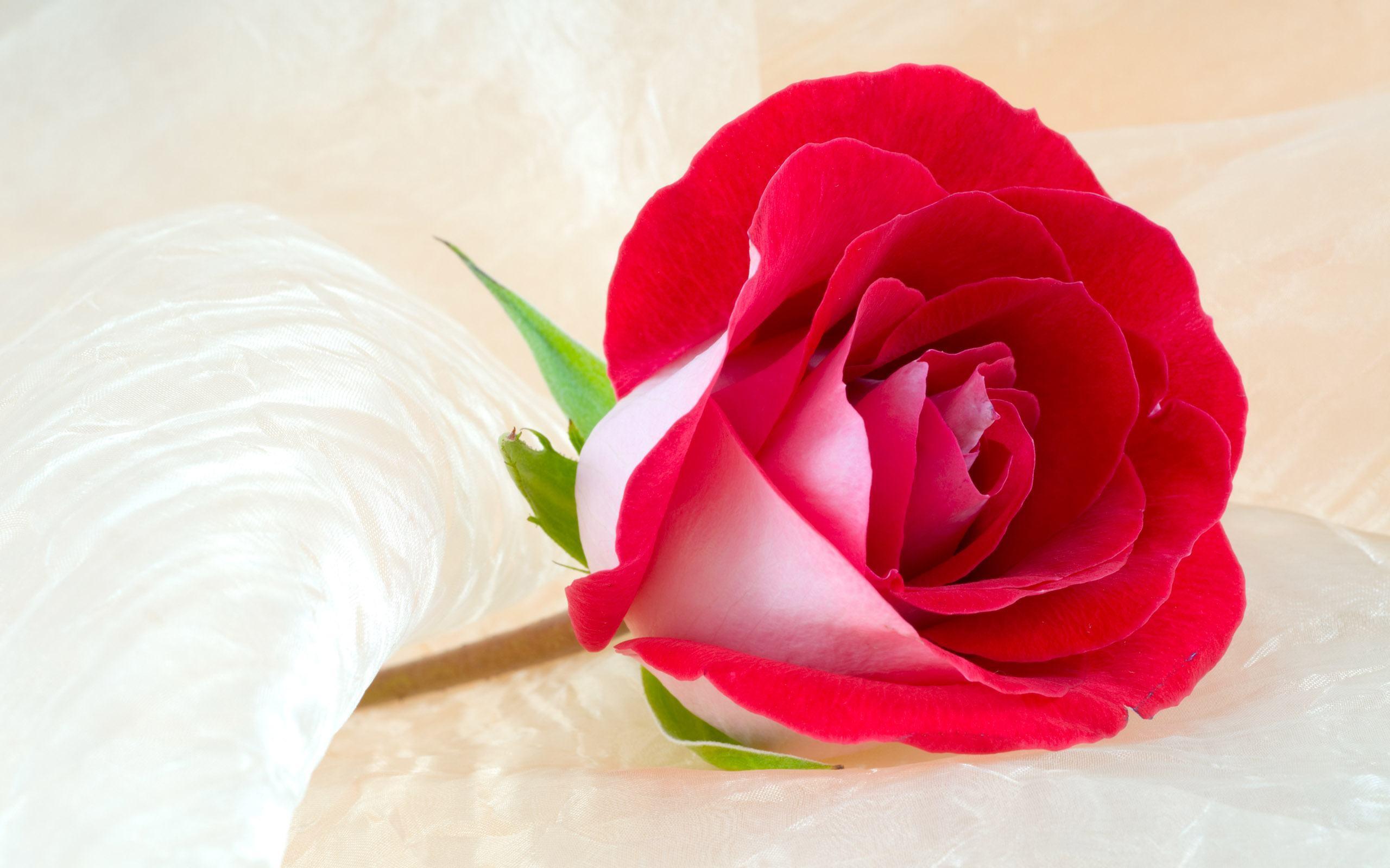 red rose flowers wallpapers free download