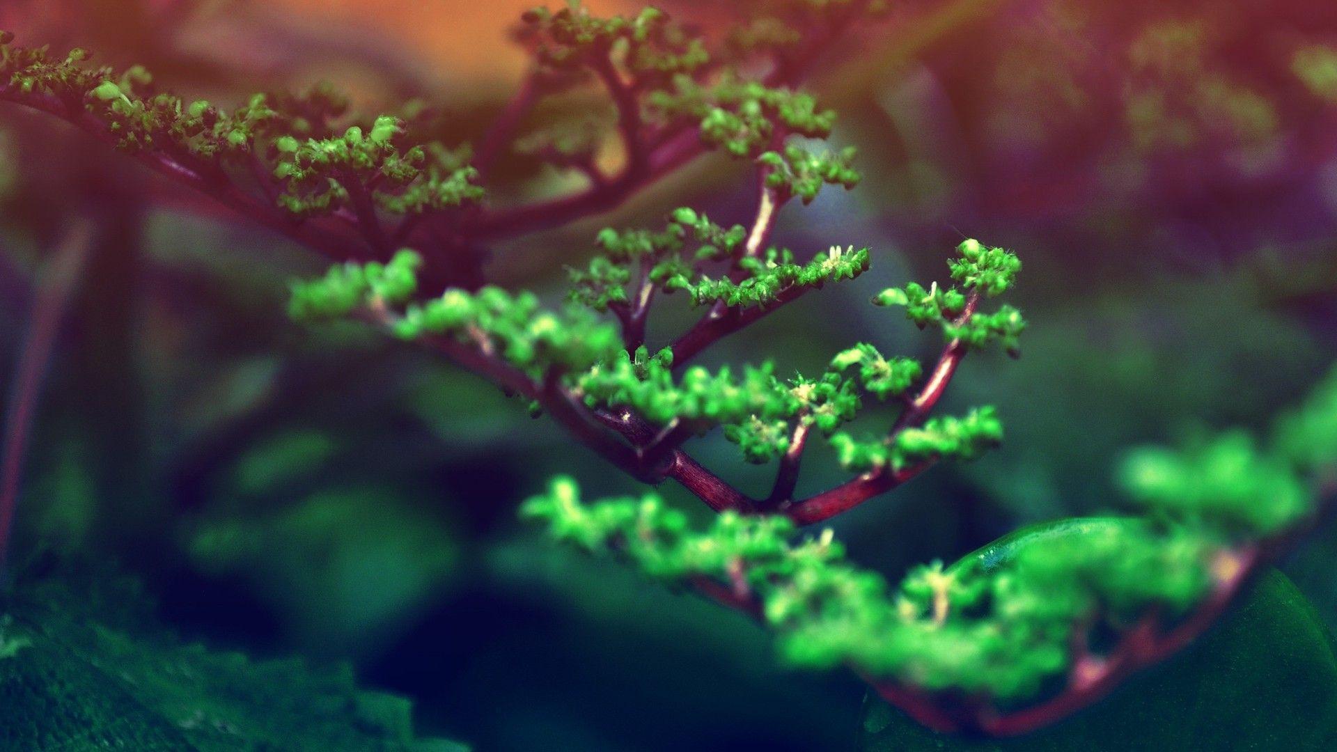 Bonsai Wallpapers - Wallpaper Cave