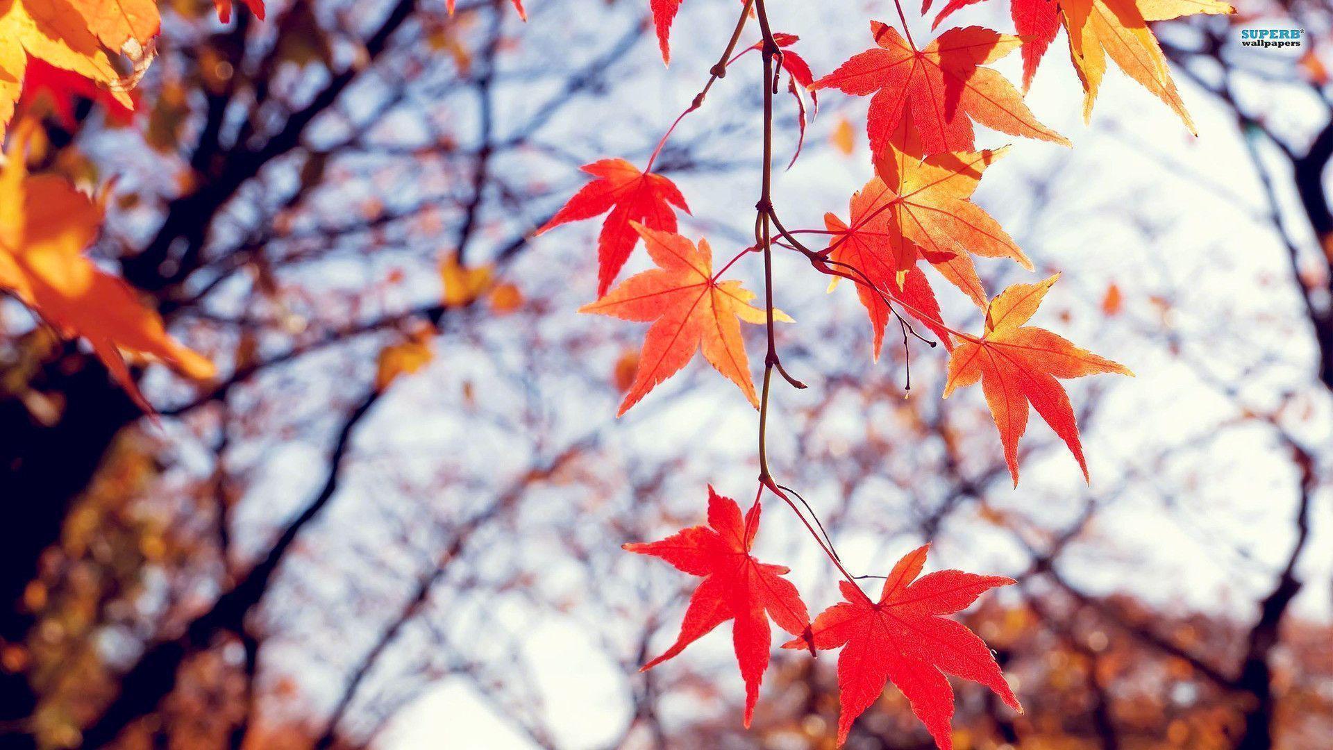 Wallpaper For > Autumn Leaves Wallpaper