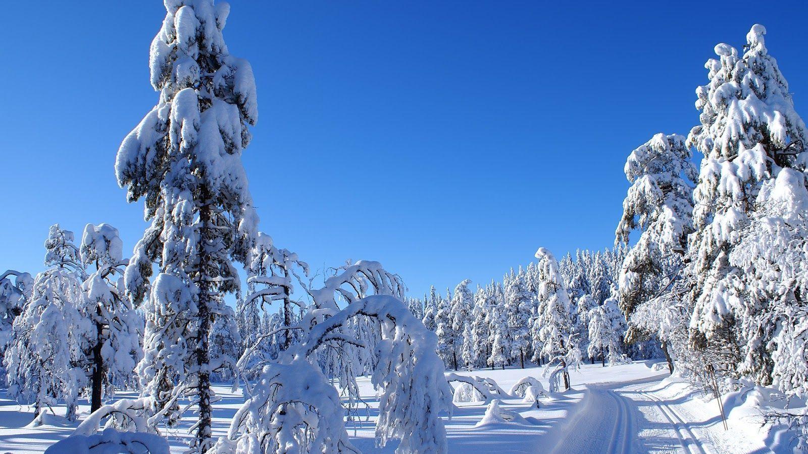 Beautiful Winter Nature Image