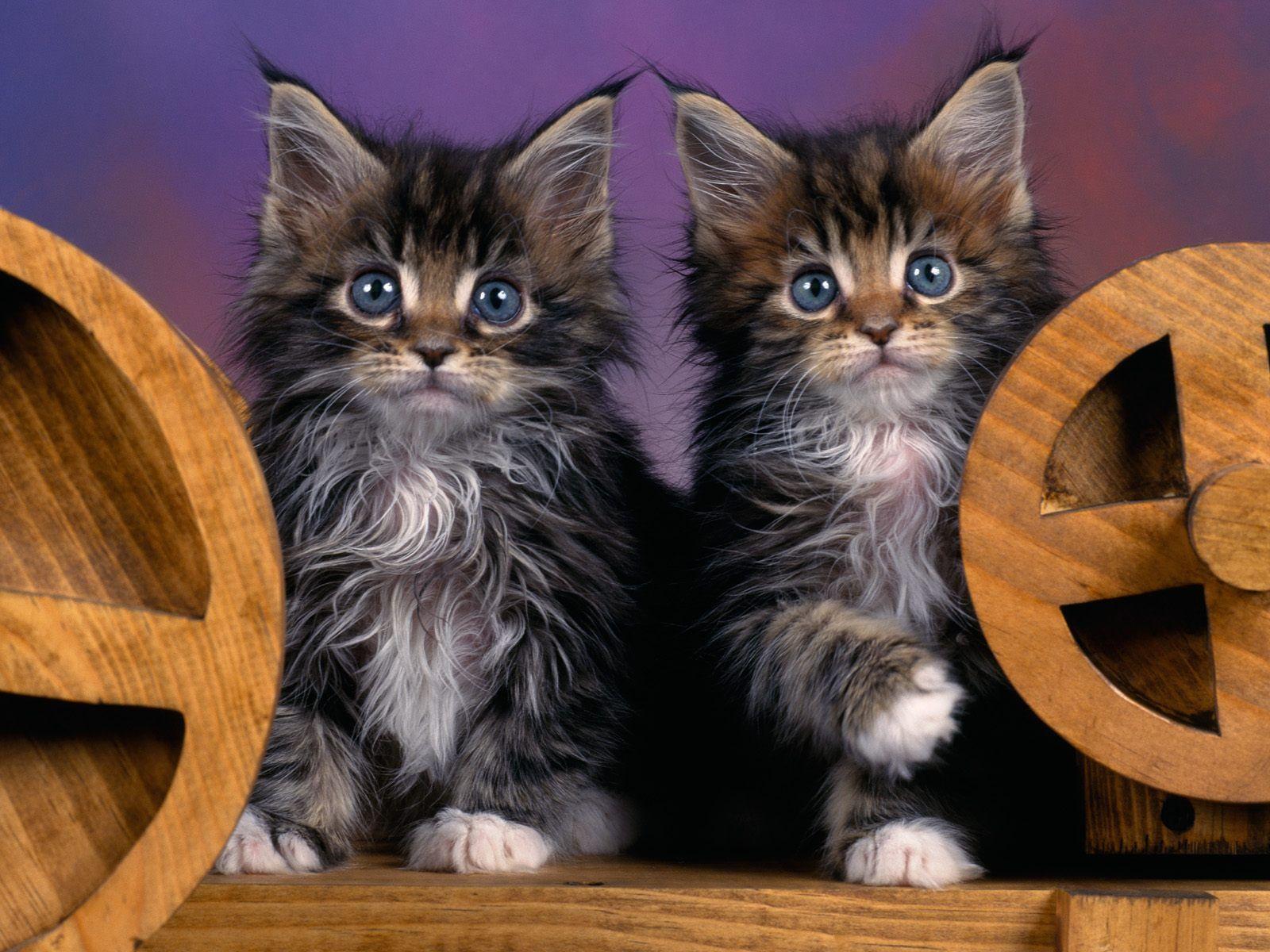 Maine Coon Kittens Photography Desktop Wallpaper