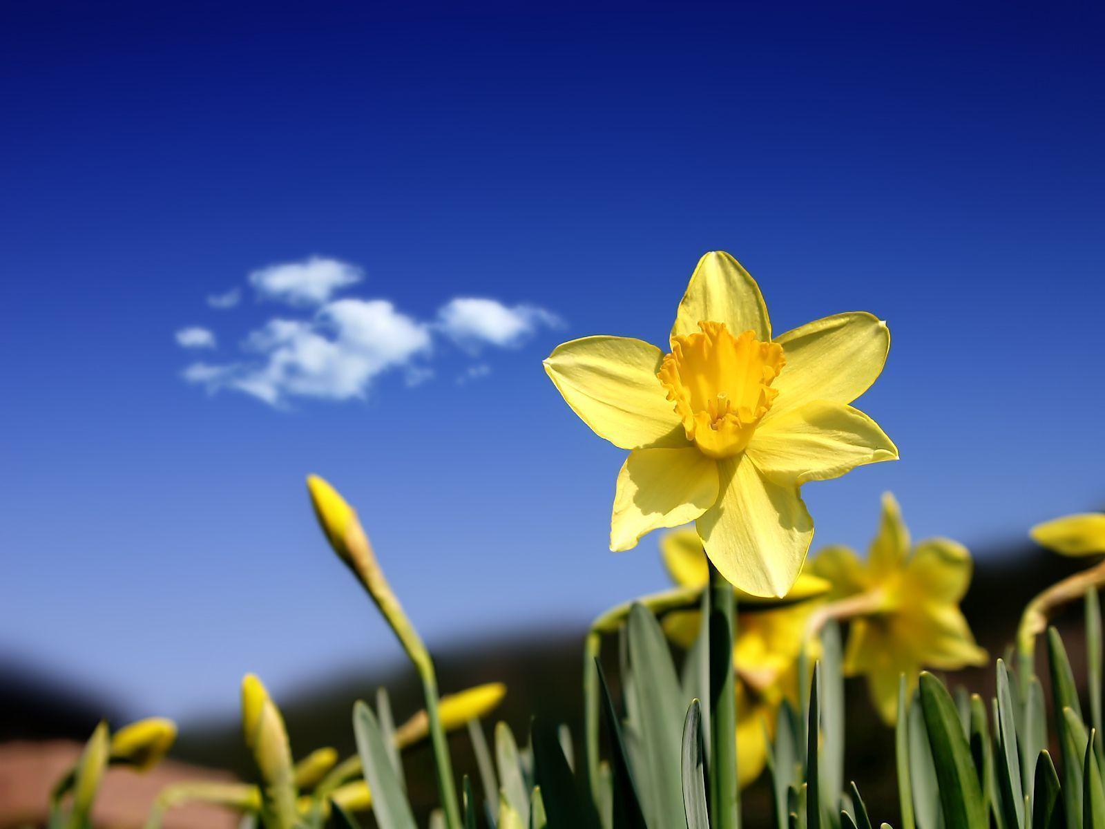 Flowers For > Daffodils Wallpaper