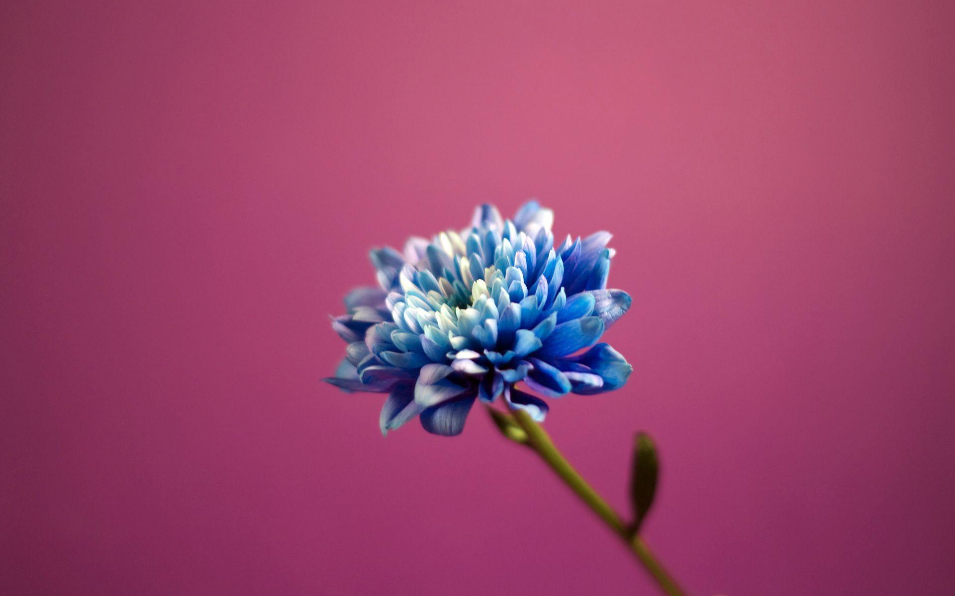 Pretty Blue Flower Wallpaper 16857 1920x1200 px
