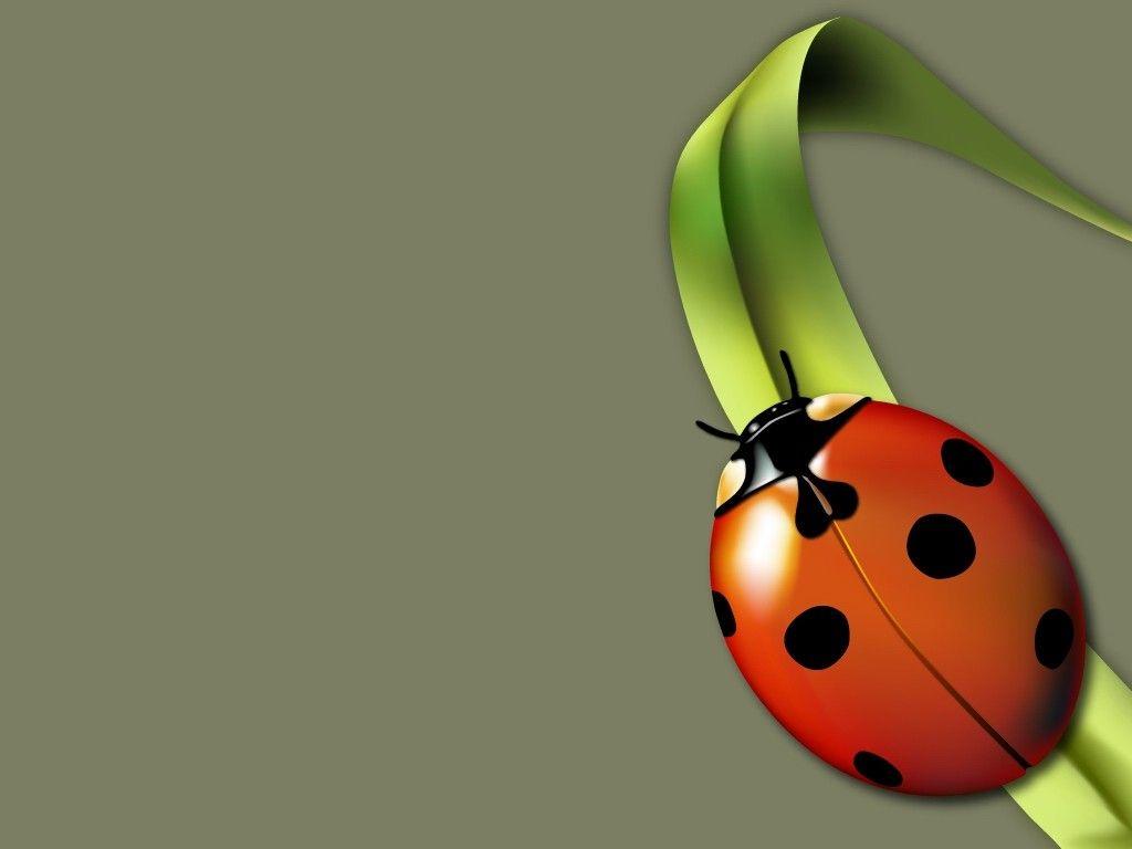 Ladybug Wallpaper HD Wallpaper