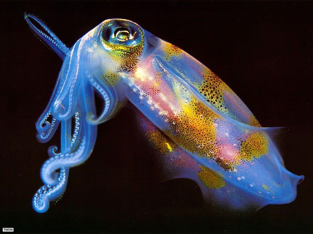 Free Undersea Animal Wallpaper Wallpaper Wallpaper 4232
