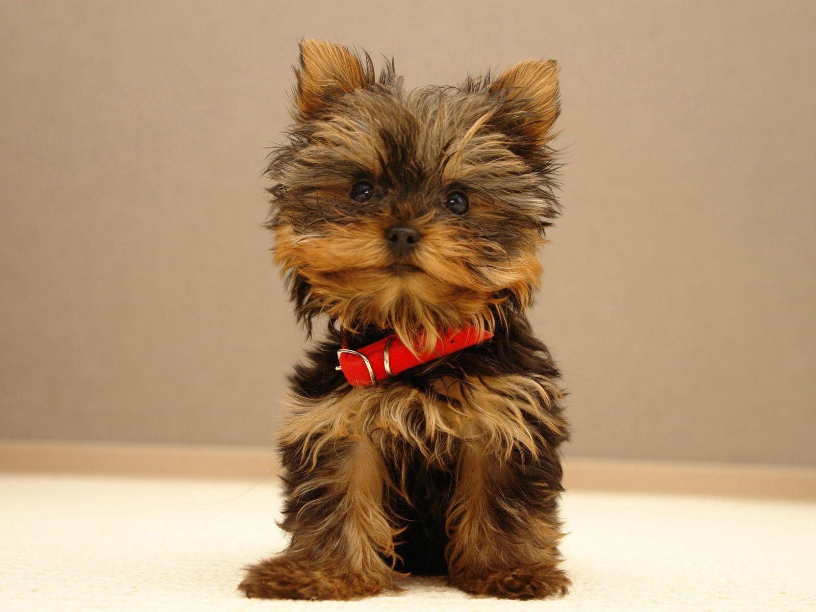 Yorkshire Terrier Dog Wallpaper and Photo Download by PHOTOSof.ORG