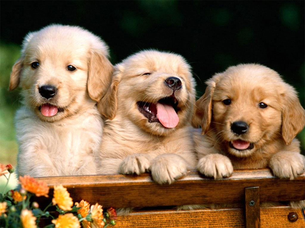 Free Puppy Dog Wallpapers