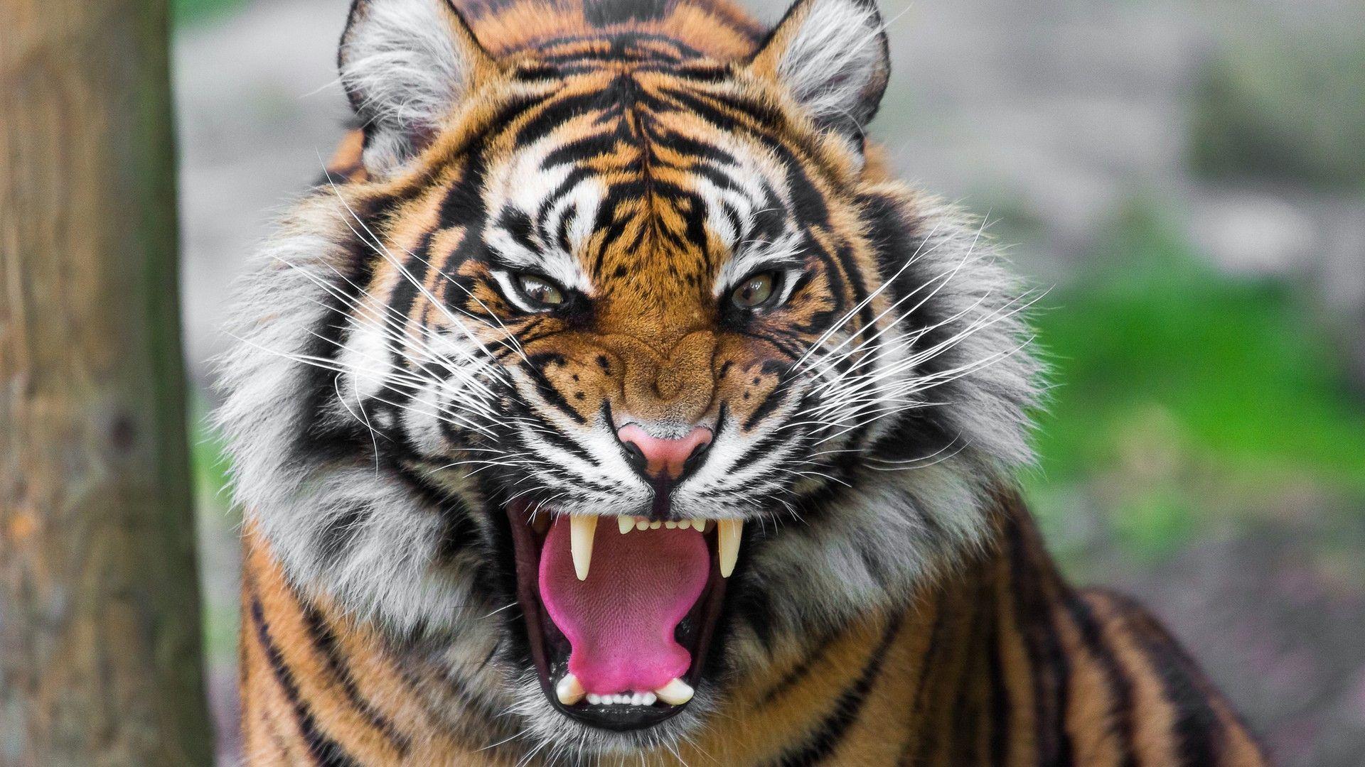 Wallpapers For > Tiger Face Wallpapers Hd