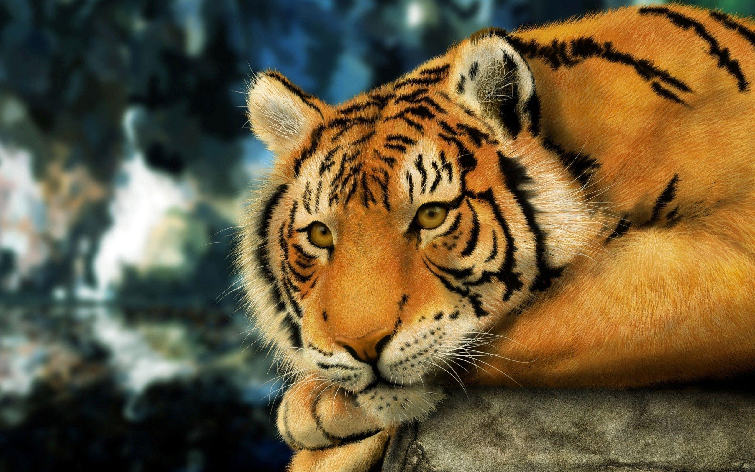 Tiger Pictures Wallpapers Wallpaper Cave