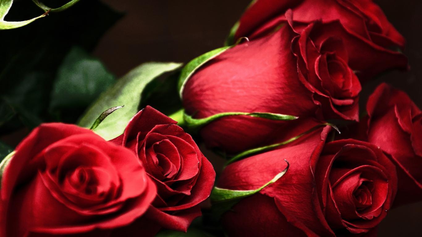 Red Roses Wallpaper For Desktop Image & Picture