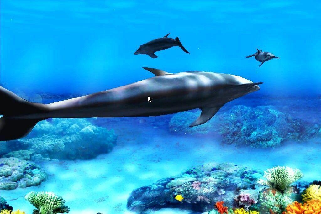 Beautiful Free Living Dolphins Wallpaper Three Dolphins