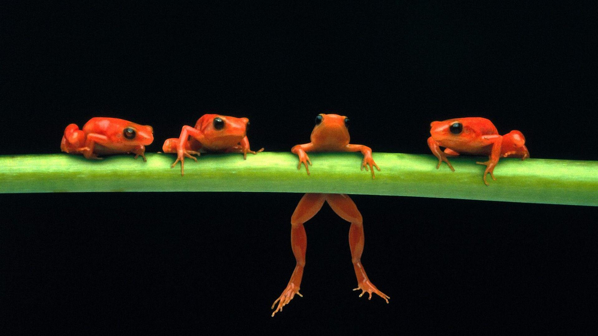 Frog wallpaper