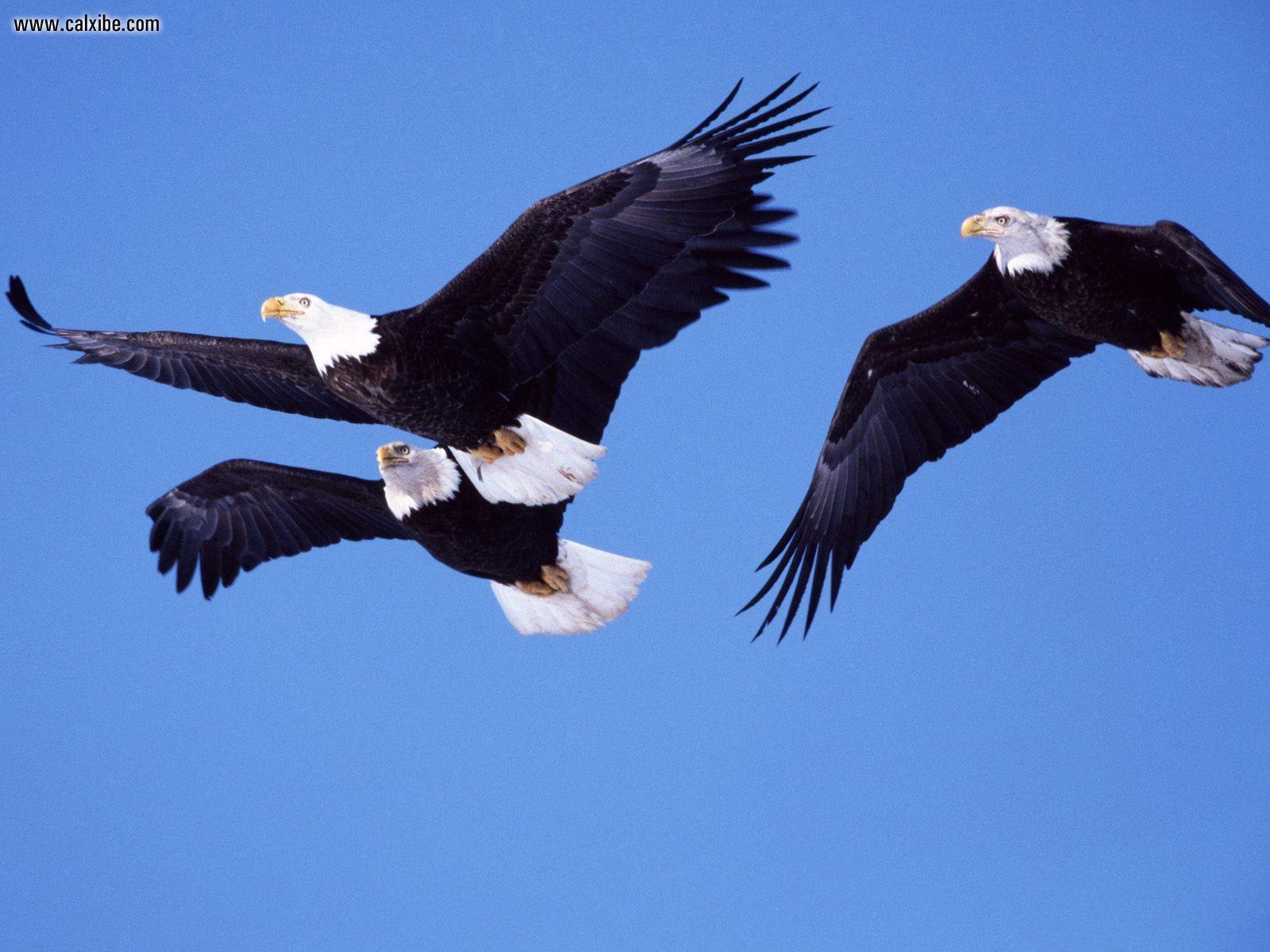 Bald Eagle Free Wallpaper For Phones. Eagle, For, Phones, Free