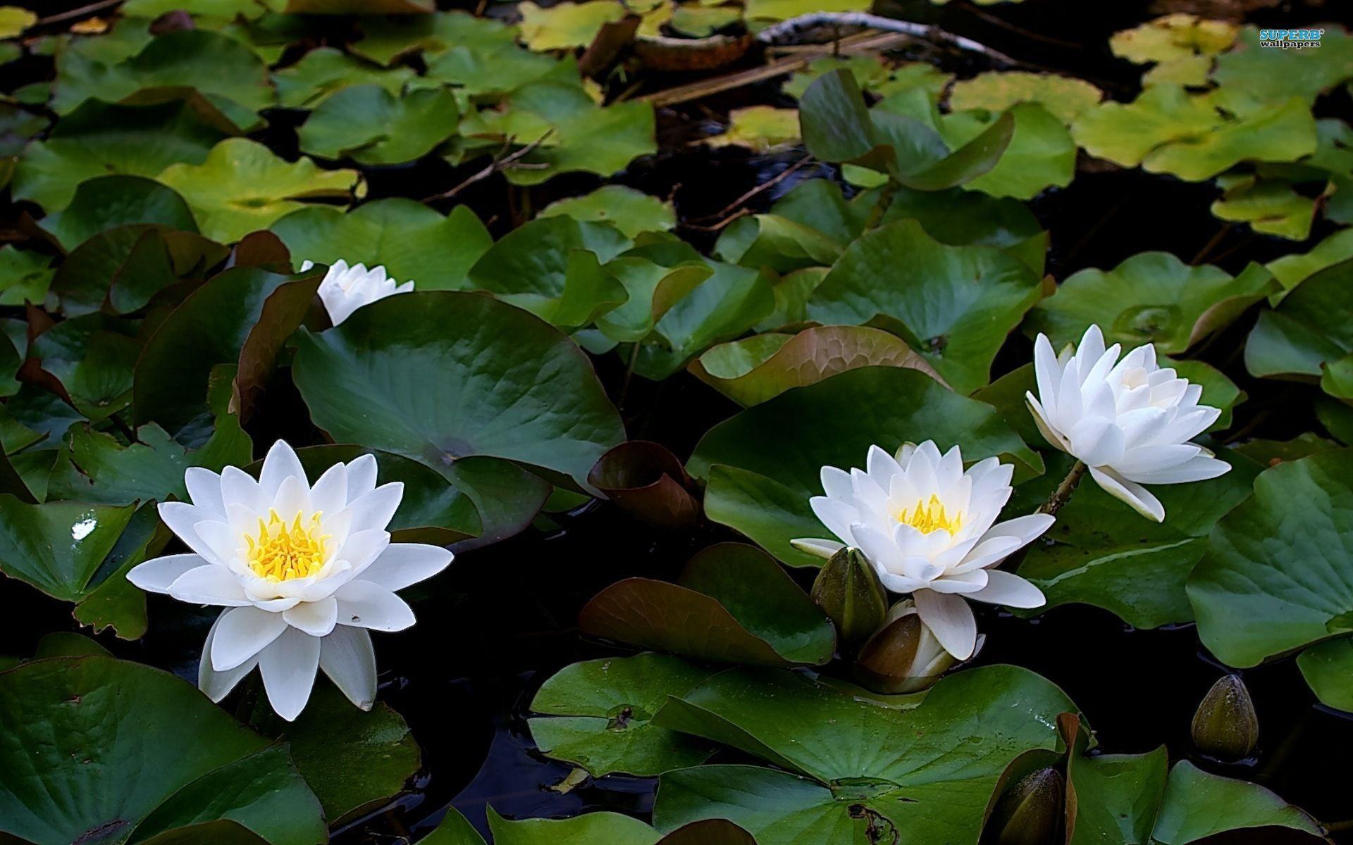 Flowers For > Water Lily Flower Wallpaper