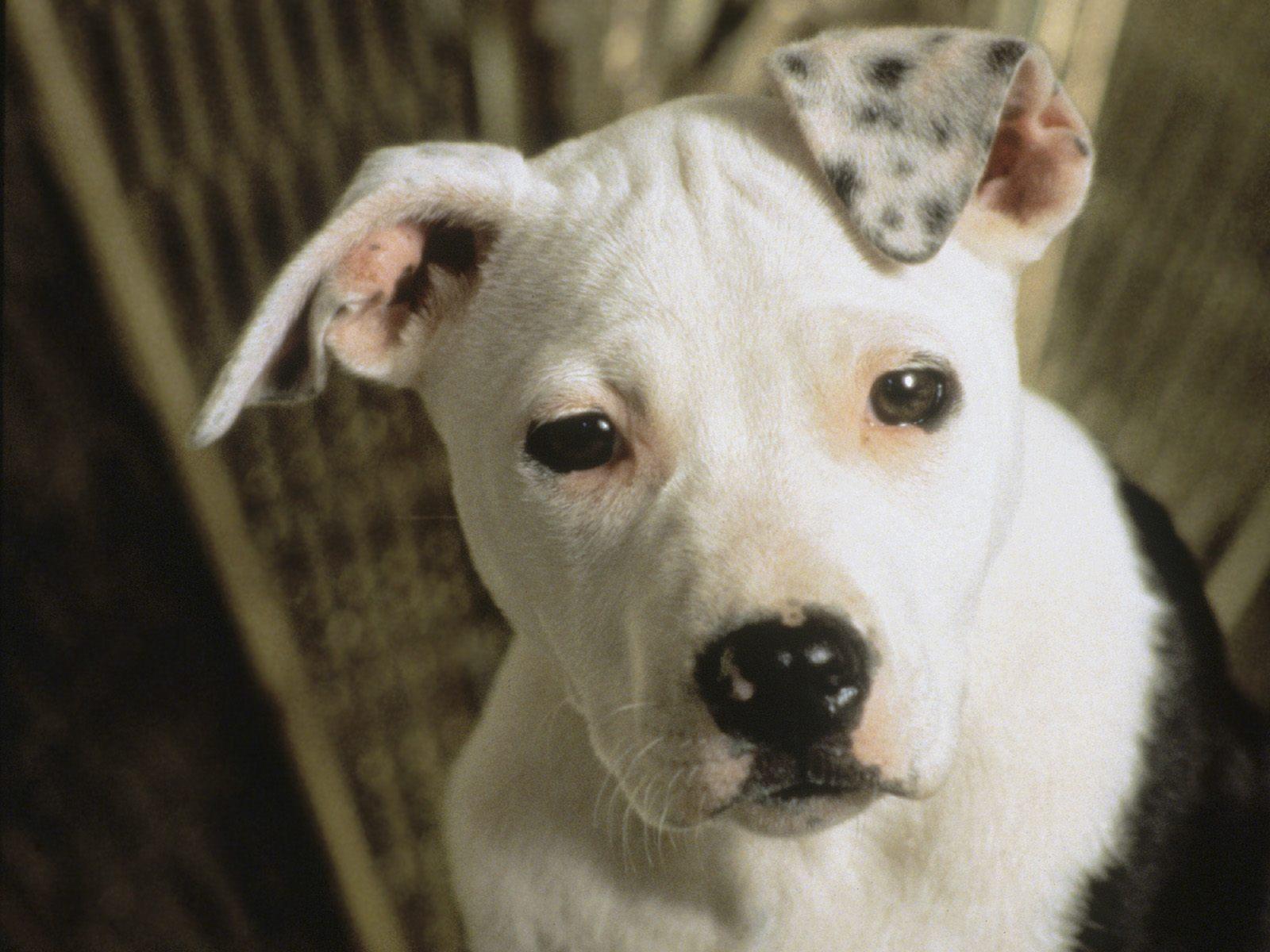 Cute Dog American Pit Bull Terrier Wallpaper HD, All Dog Breed