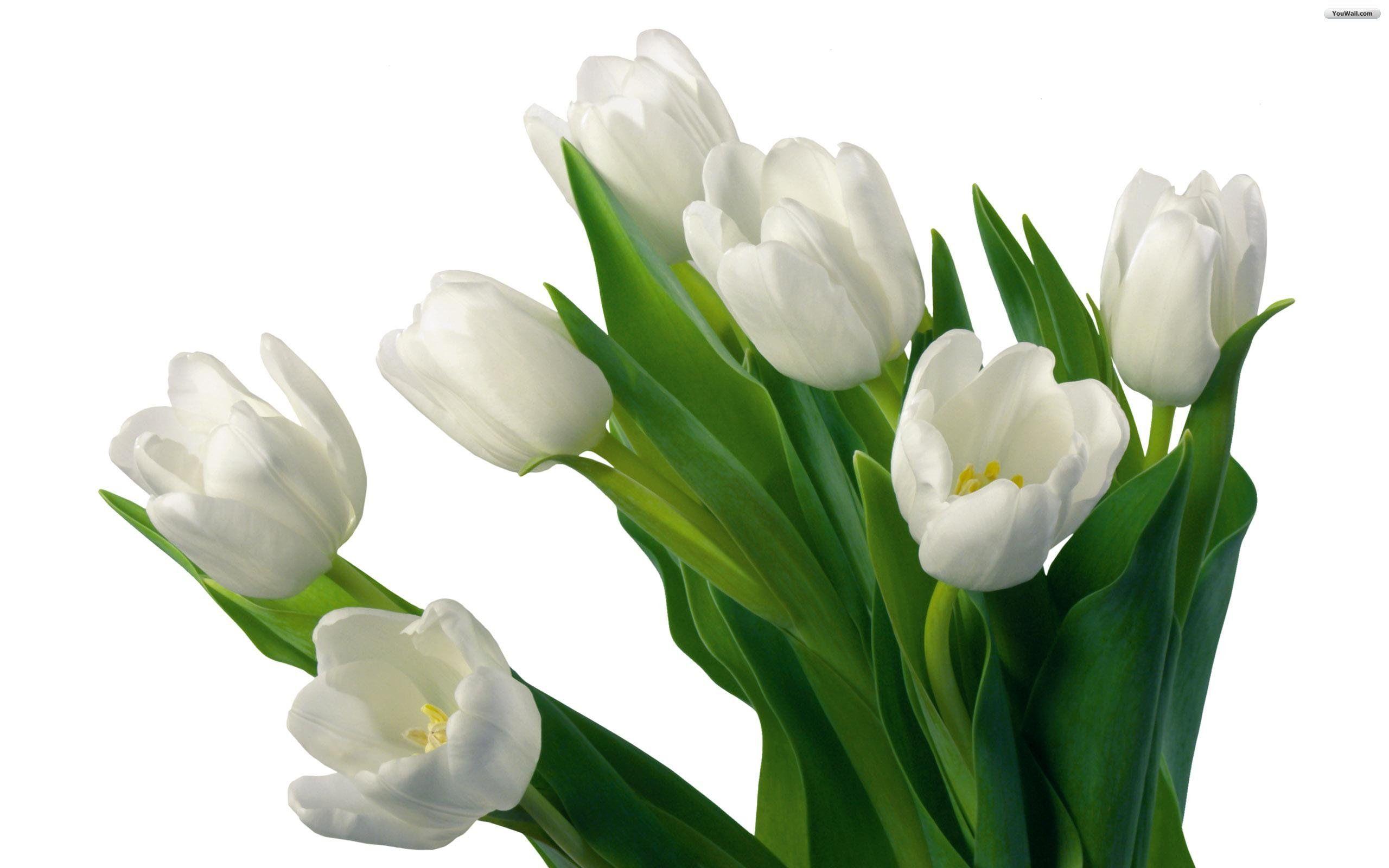 White Tulips Flower, iPhone Wallpaper, Facebook Cover, Twitter