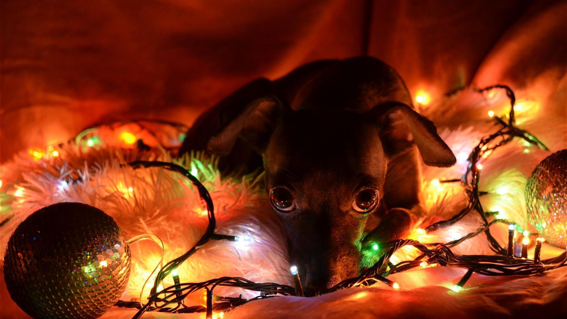 HD Christmas Puppy Wallpaper