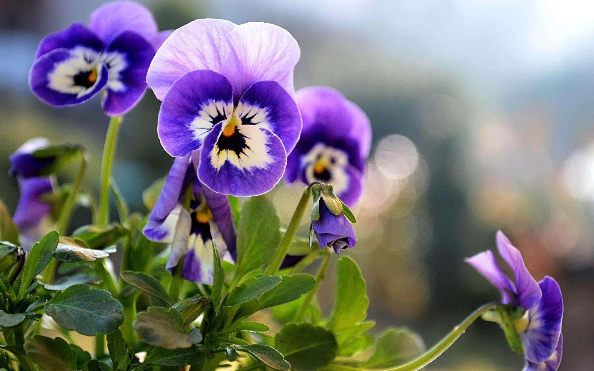 Pansies Flower Picture is a Beautiful wallpaper, Pansy HD