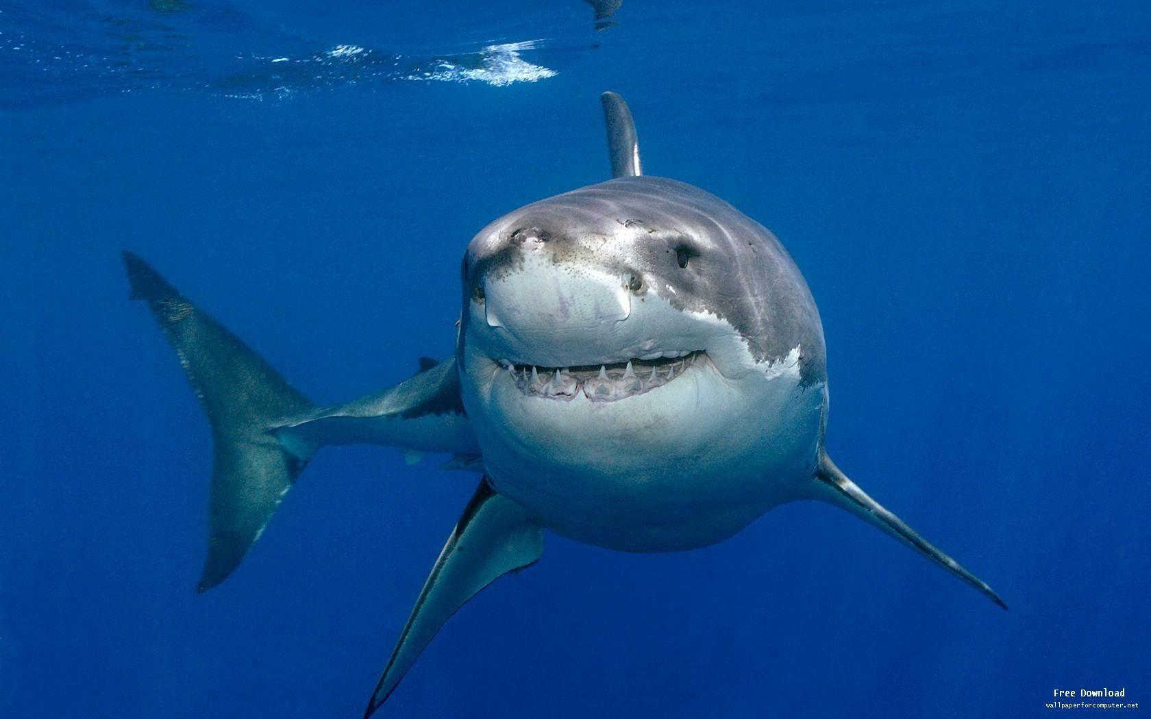 Great White Shark Smiling Wallpaper View