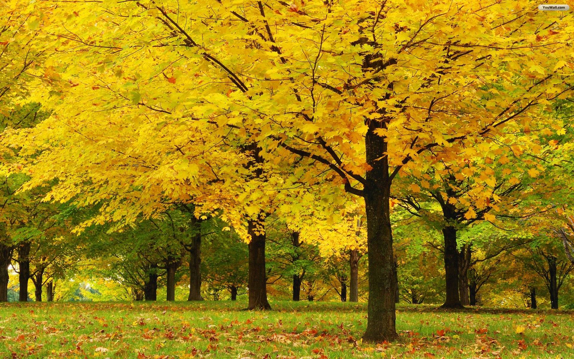 Maple trees HD wallpaper
