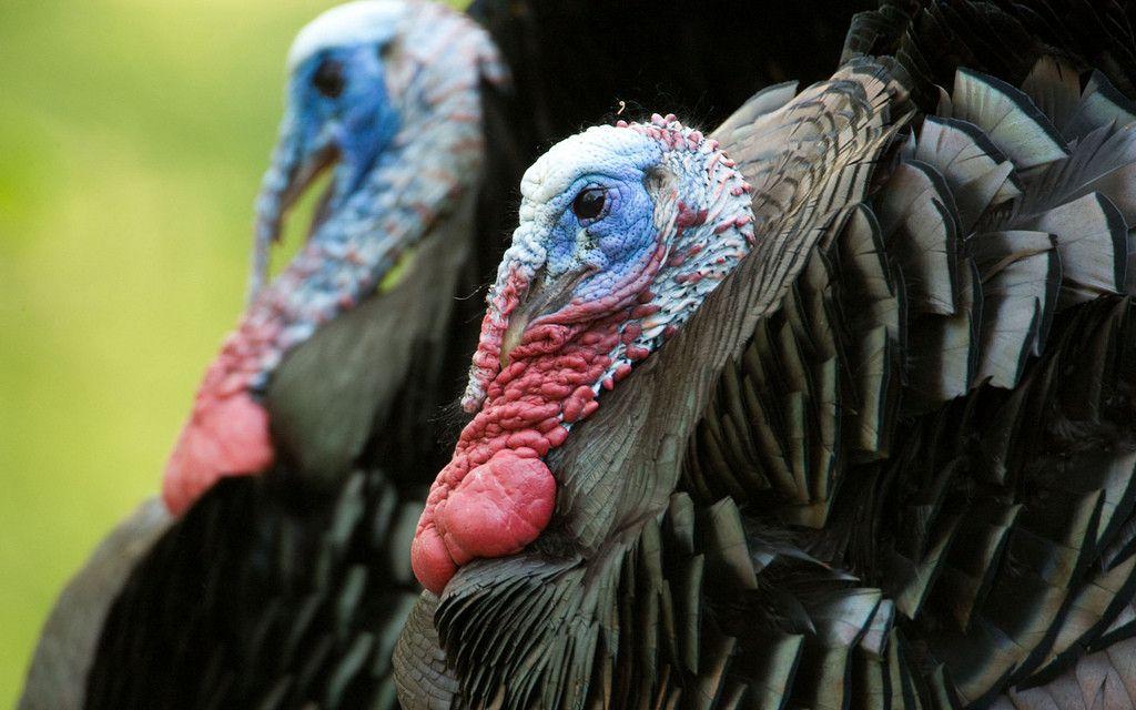 Wild Turkey Wallpaper