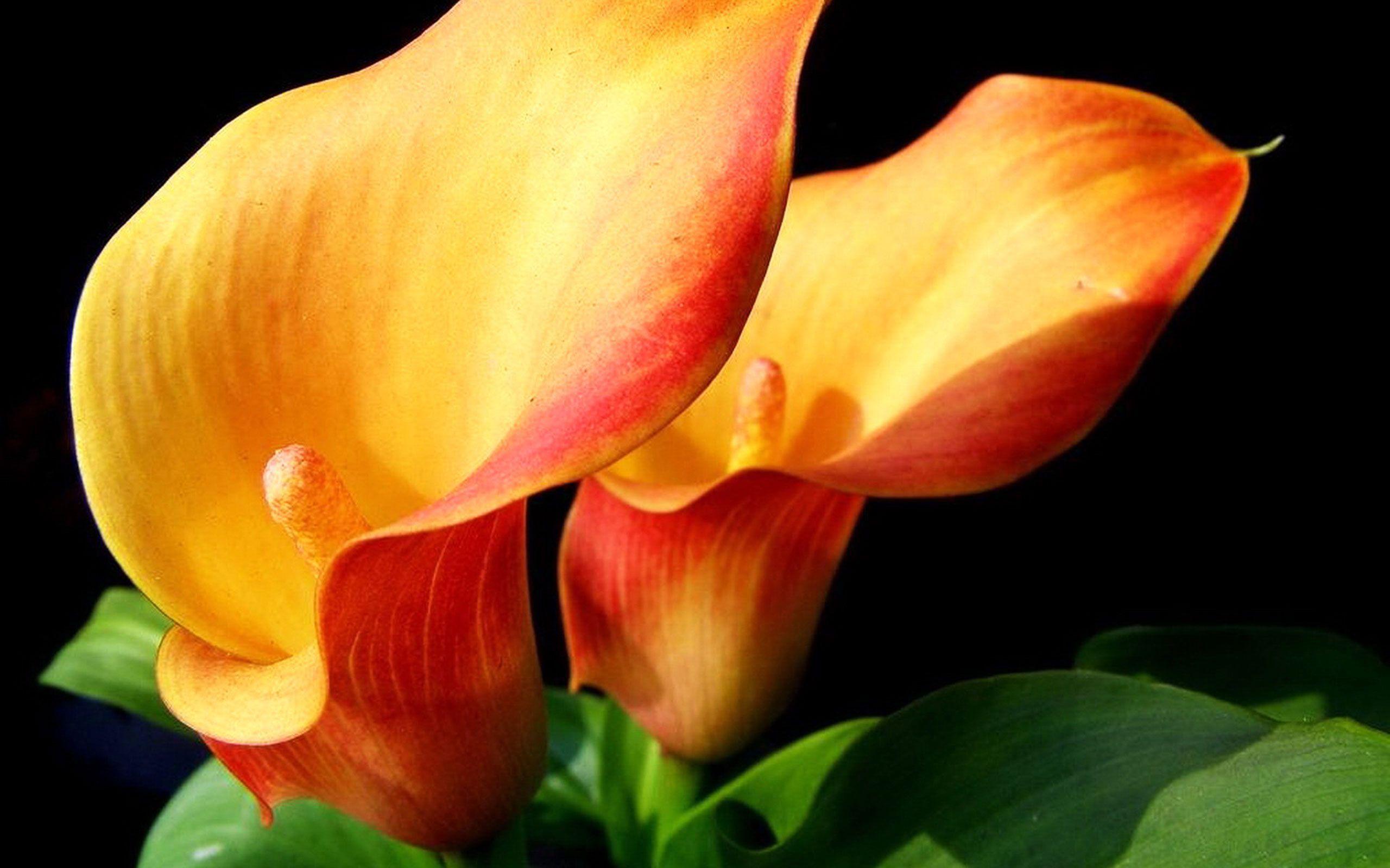 Calla Lily Flower Photo Wallpaper