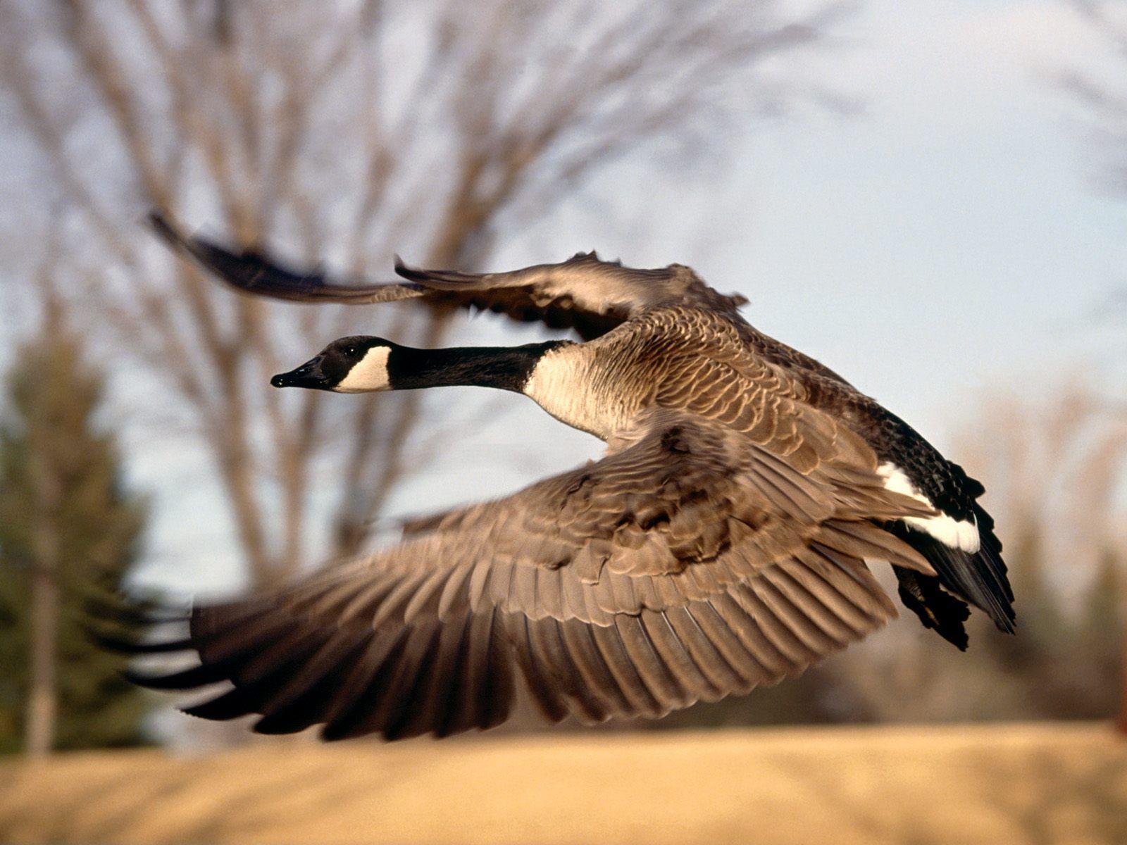 Gallery For > Goose Hunting Wallpaper