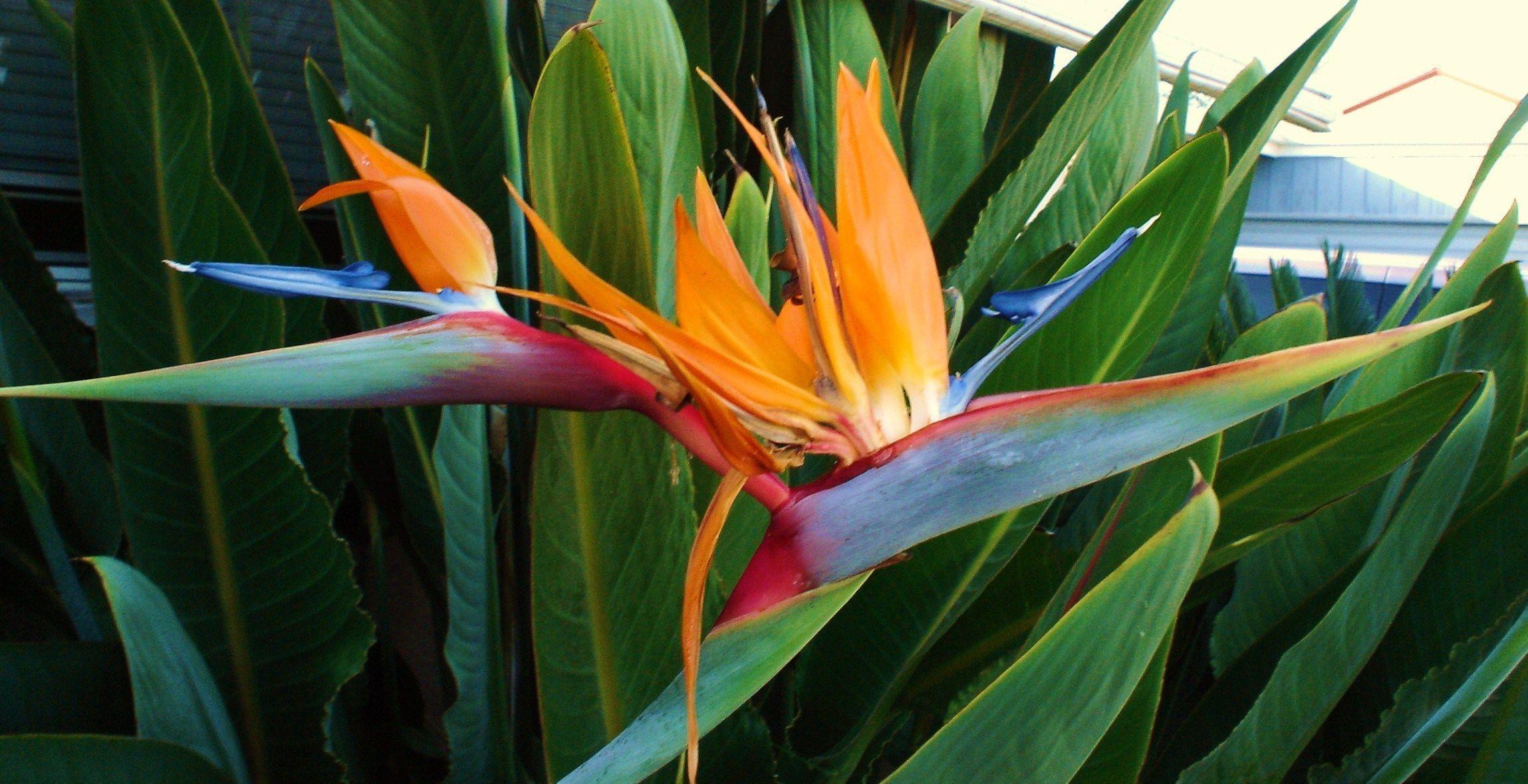 bird of paradise