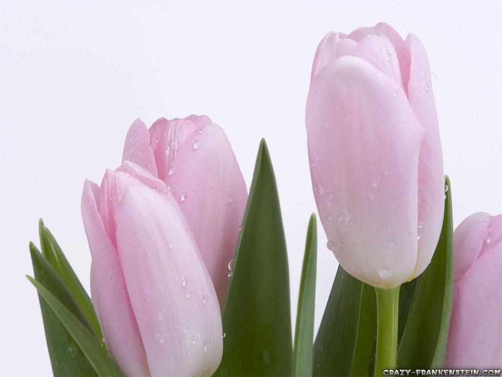 Wallpaper For > Pink Tulip Flower Wallpaper