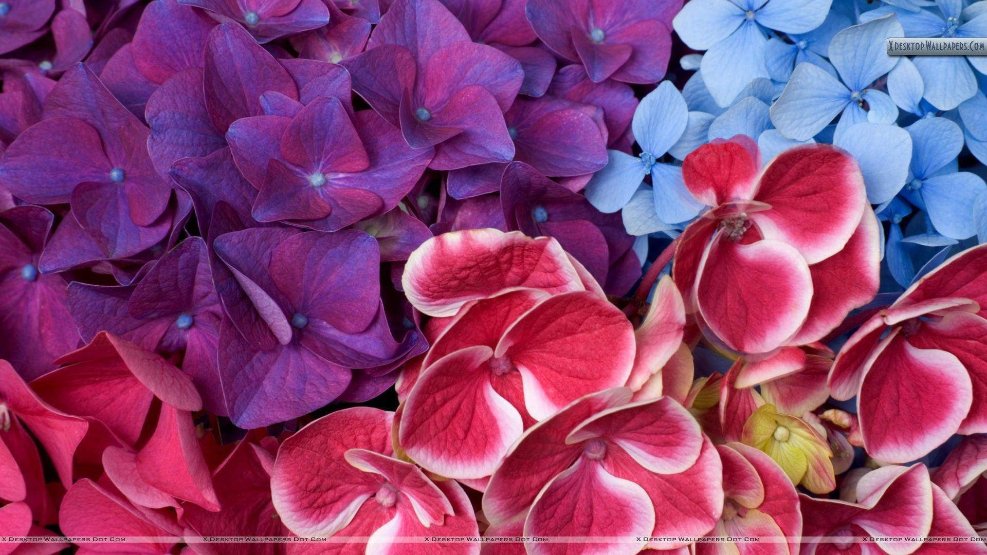Hydrangea Blossoms HD resolution wallpaper background