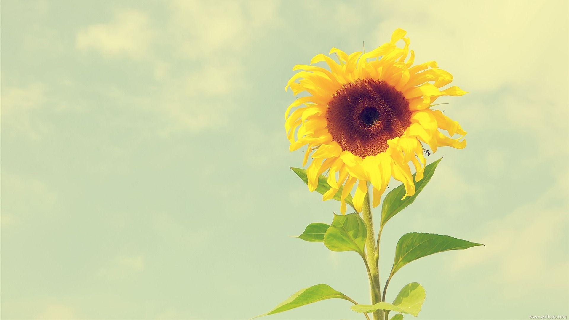 sun in sunflower wallpaper wallpaper download