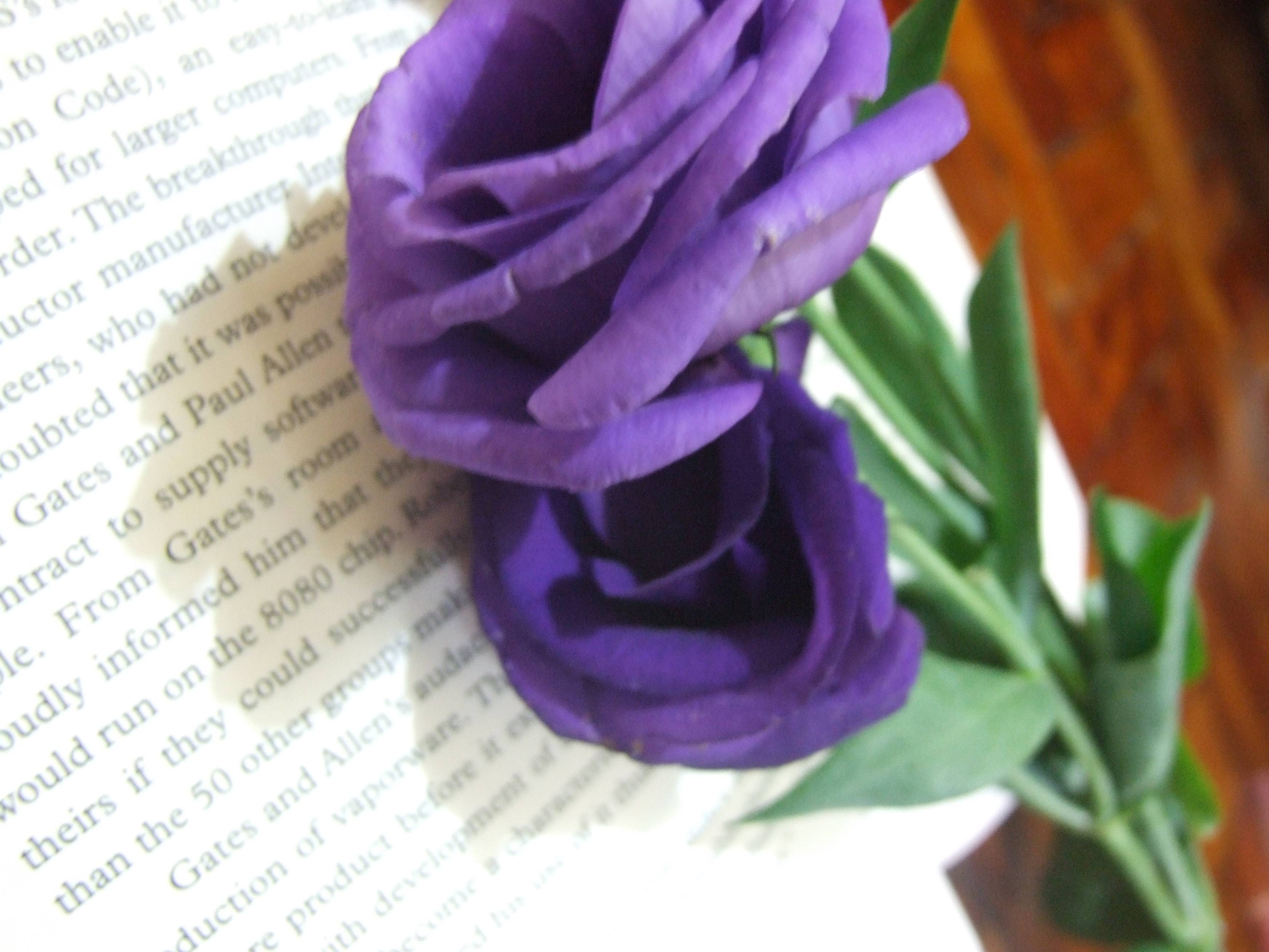 Purple Roses 119 218465 Image HD Wallpaper. Wallfoy.com