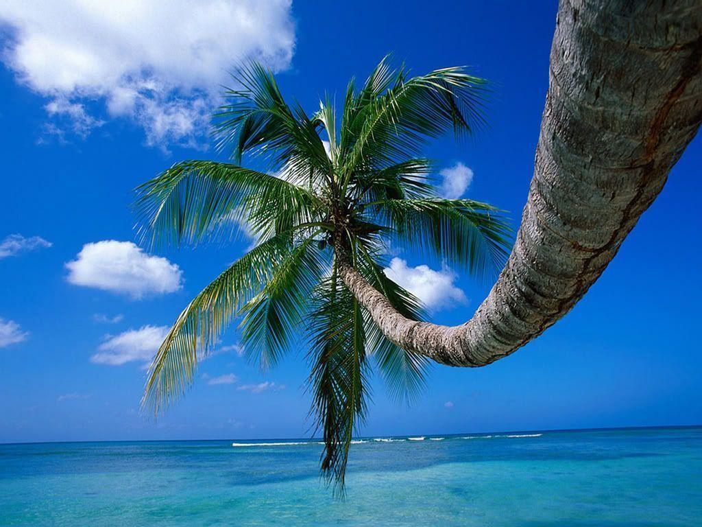 Palm Tree Wallpaper. Palm Tree Desktop Backgr 1024x768