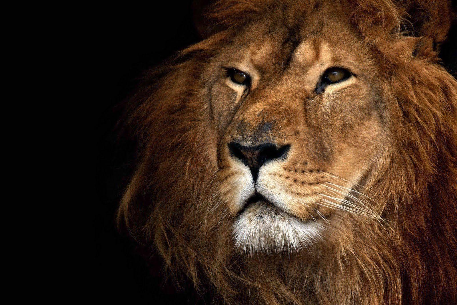 Animal: Lion, lions wallpaper hd, lion vs tiger Wallpaper