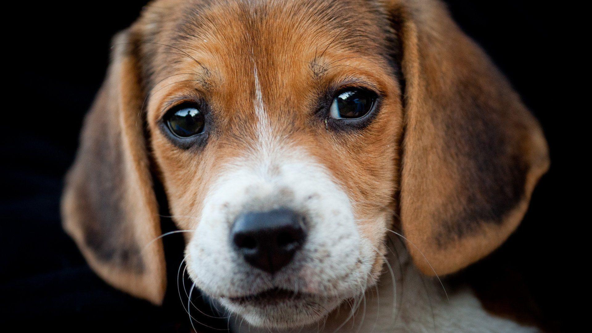 Beagle Wallpapers 1920x1080 px Free Download