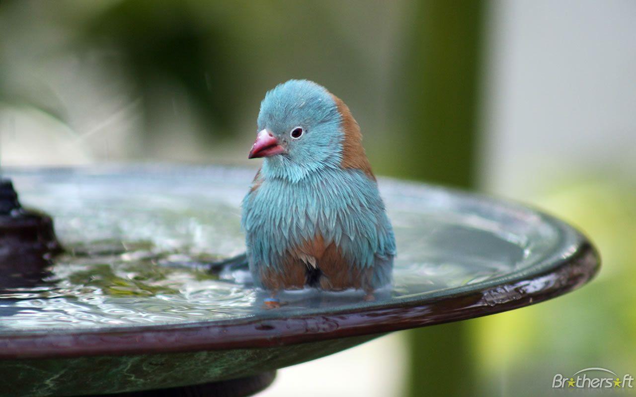 Download Free Free Blue Bird Bath Wallpaper, Free Blue Bird Bath