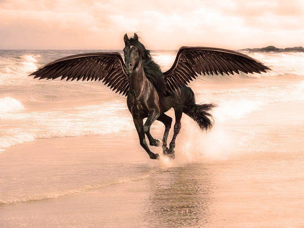 Black Horse Wallpaper Horse For Half