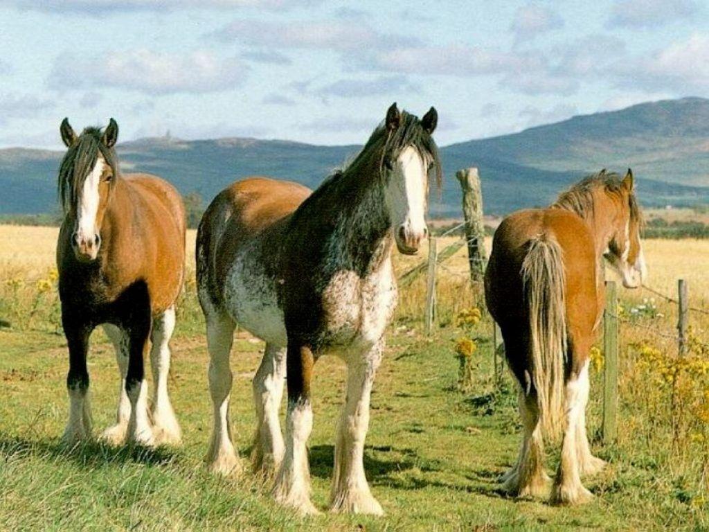 image For > Clydesdale Horses Wallpaper