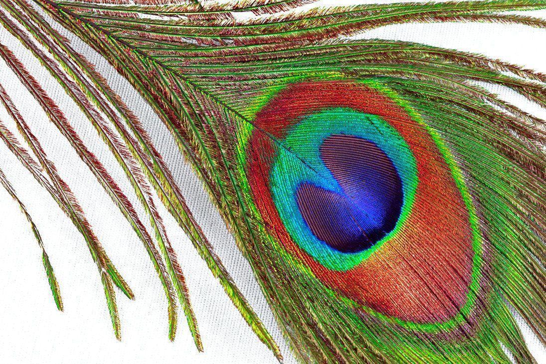 Purple Peacock Feather Wallpaper