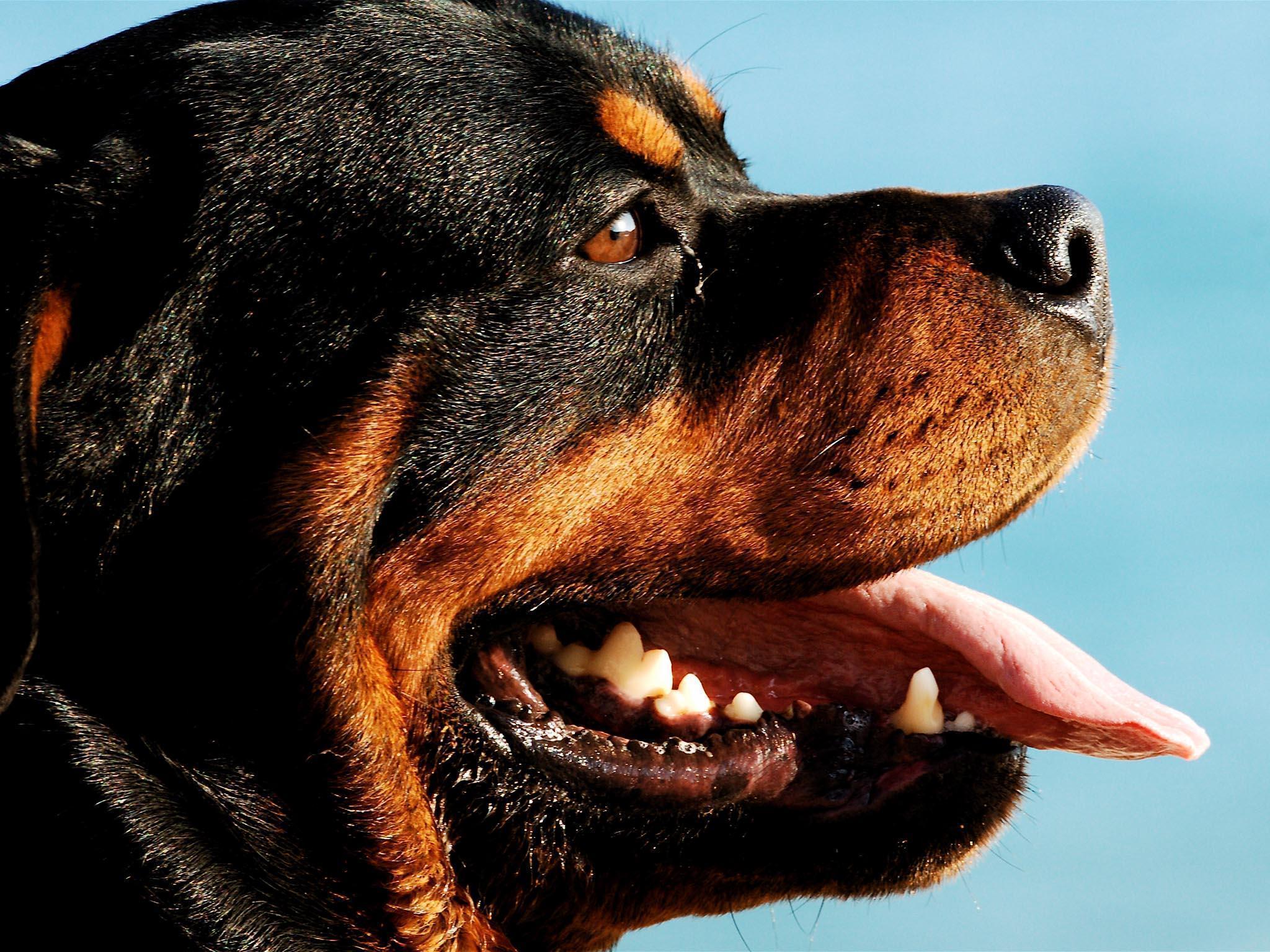 Rottweiler Dog HD Wallpaper. Rottweiler Top Photo