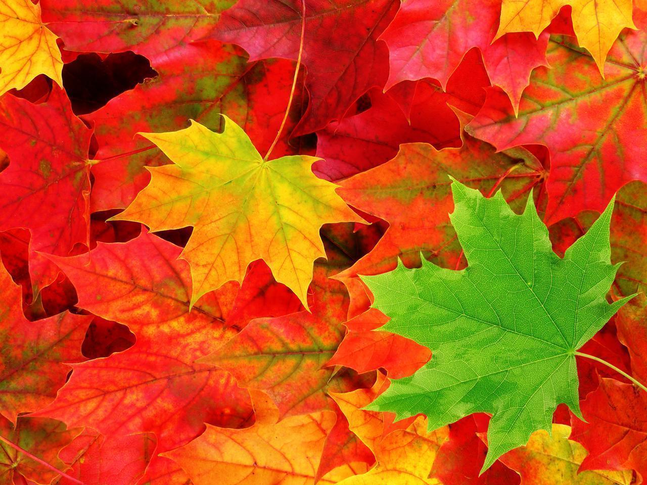 Fall Leaves Nature Photo Wallpaper For Desktop Background