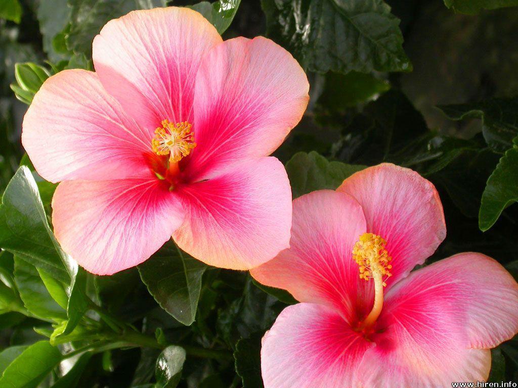 Hibiscus Flower Wallpaper and Background