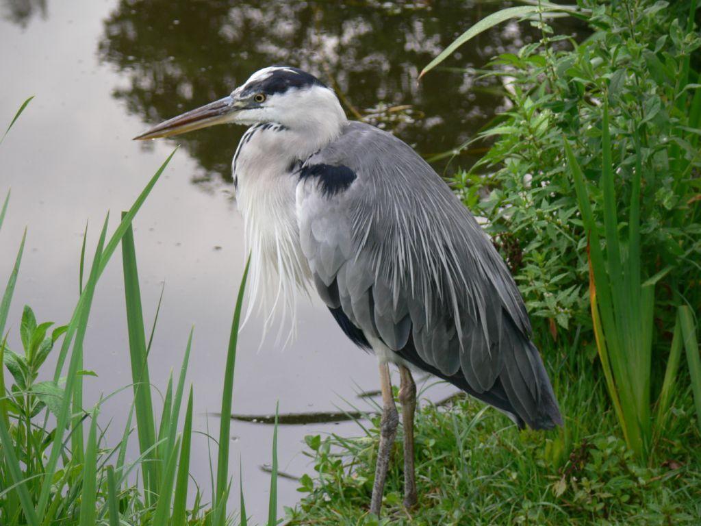 Heron Wallpapers - Wallpaper Cave