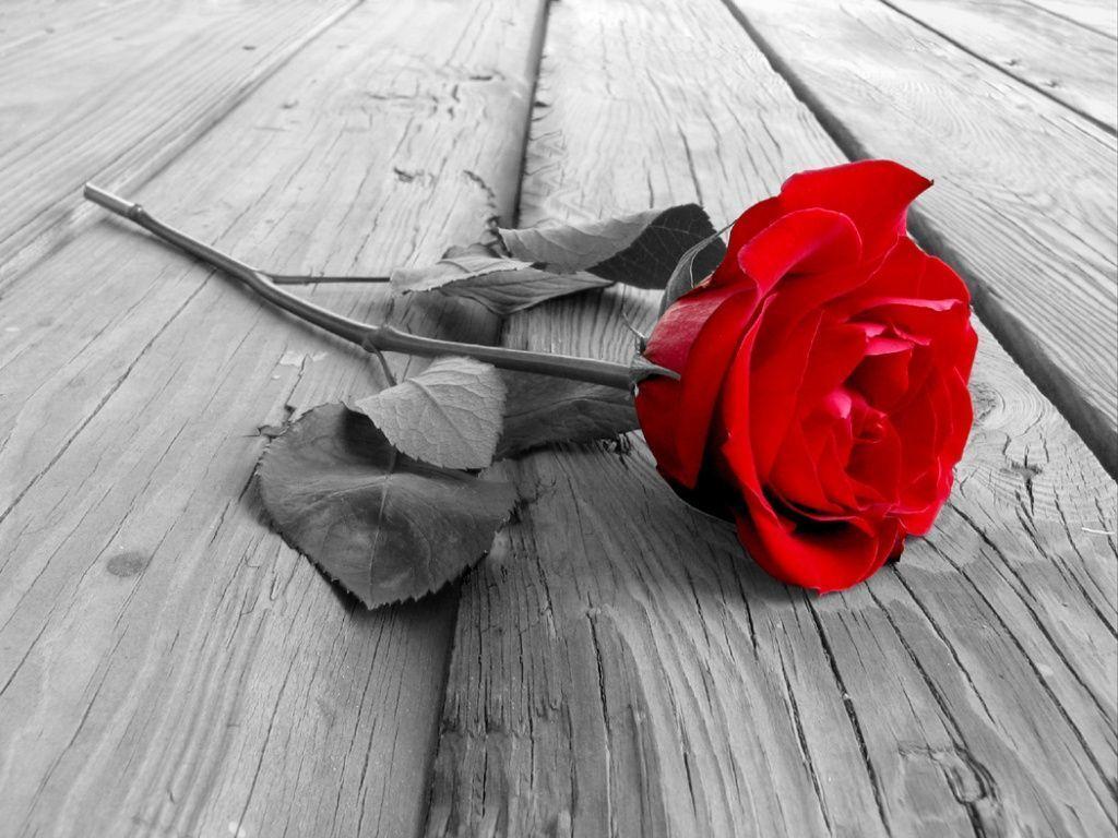 Red Rose Wallpaper