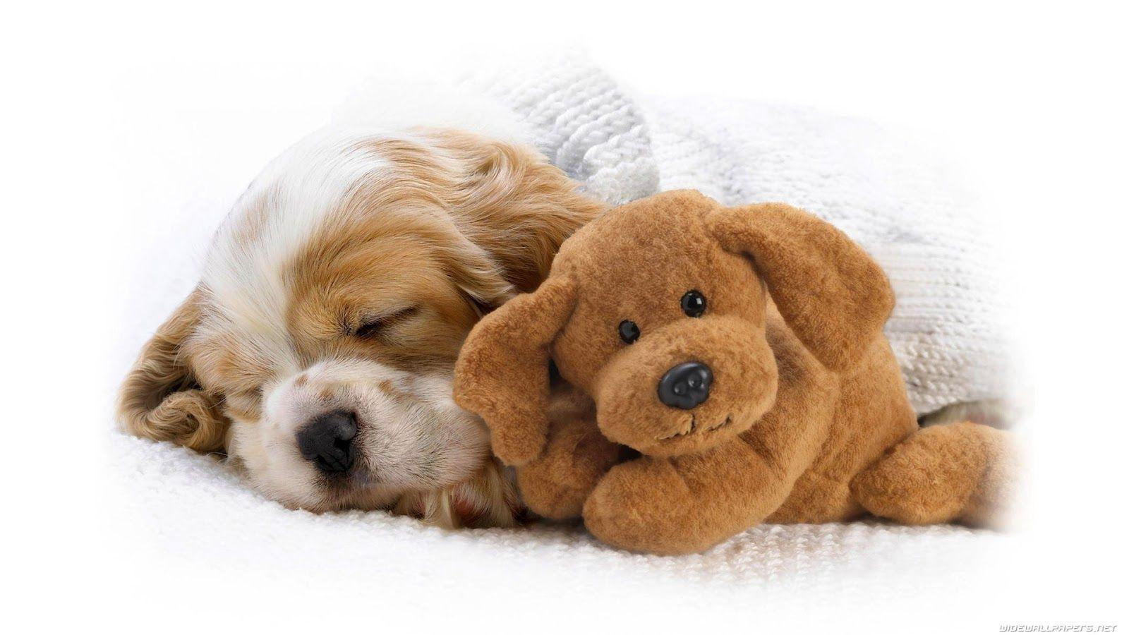 Dog Sleeps with Doll Dog Wallpaper Background. Dogs Wallpaper