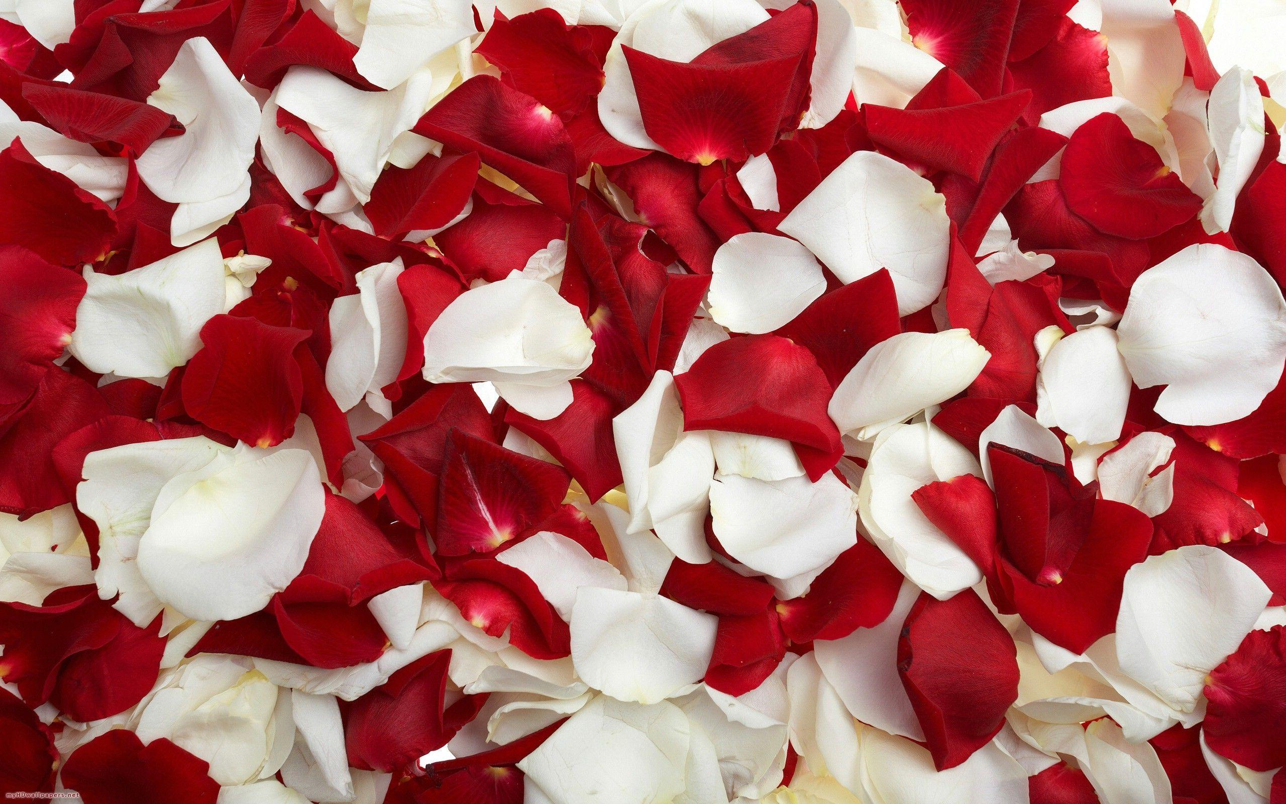 Red and white rose petals Desktop Wallpaper, HD Wallpaper